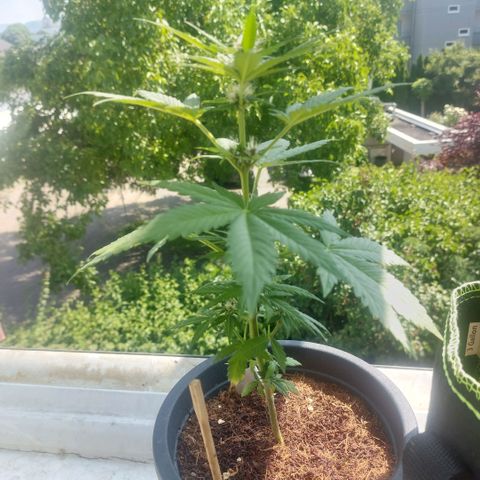 Manfred growlog timeline photo