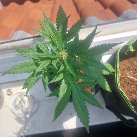 Manfred growlog timeline photo