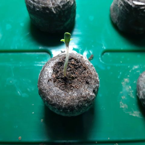 6 Sensi Amnesia Automatik growlog photo: 2 Sämlinge
LFT: 99 %
Temp.: 21,8 Grad