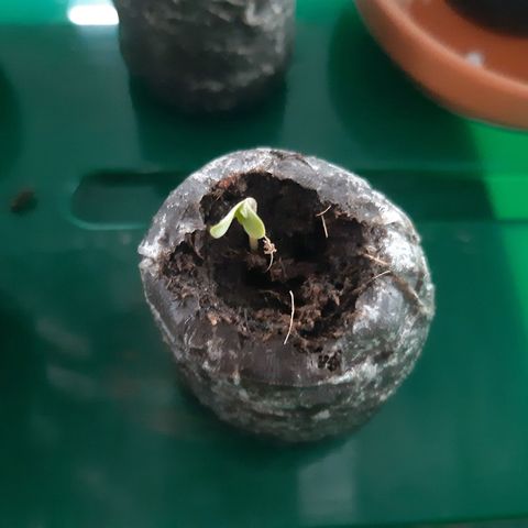 6 Sensi Amnesia Automatik growlog photo: 2 Sämlinge
LFT: 99 %
Temp.: 21,8 Grad
