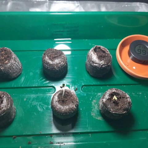 6 Sensi Amnesia Automatik growlog photo: 2 Sämlinge
LFT: 99 %
Temp.: 21,8 Grad