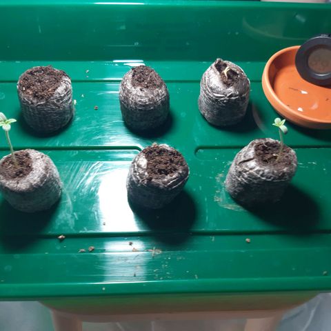 6 Sensi Amnesia Automatik growlog timeline photo