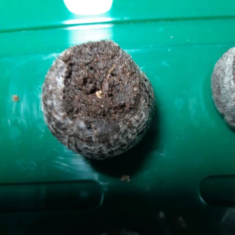 6 Sensi Amnesia Automatik growlog timeline photo