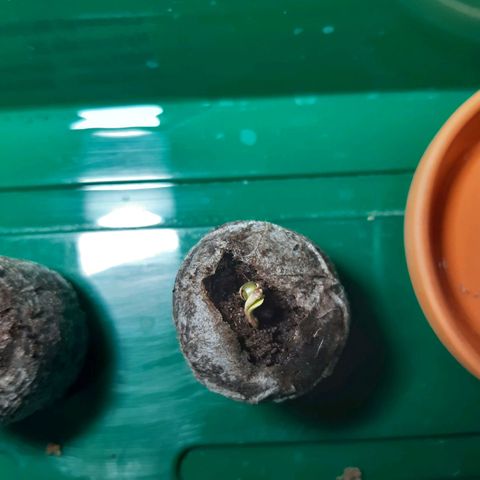 6 Sensi Amnesia Automatik growlog timeline photo