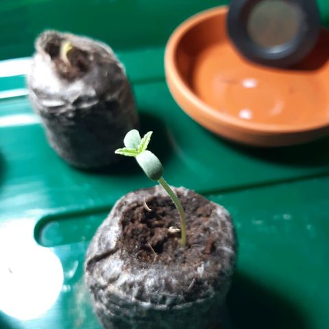 6 Sensi Amnesia Automatik growlog timeline photo