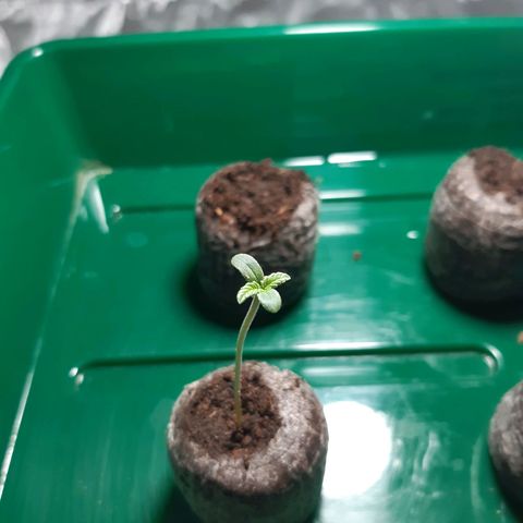 6 Sensi Amnesia Automatik growlog timeline photo