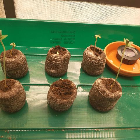 6 Sensi Amnesia Automatik growlog timeline photo