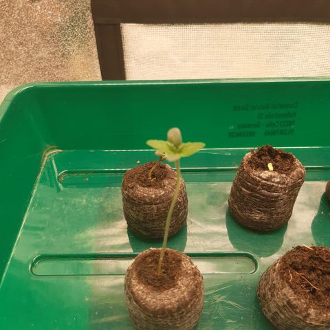 6 Sensi Amnesia Automatik growlog timeline photo