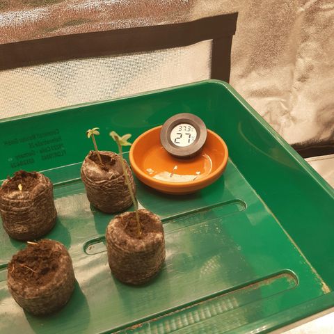 6 Sensi Amnesia Automatik growlog timeline photo