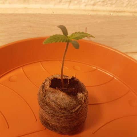 6 Sensi Amnesia Automatik growlog timeline photo