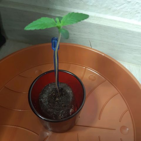 6 Sensi Amnesia Automatik growlog timeline photo
