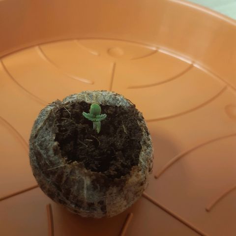 6 Sensi Amnesia Automatik growlog timeline photo