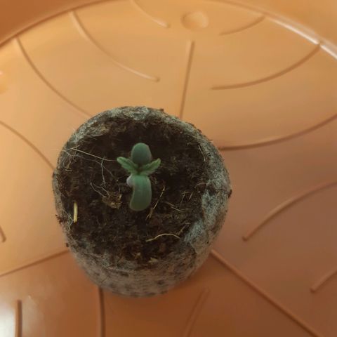 6 Sensi Amnesia Automatik growlog timeline photo