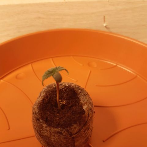 6 Sensi Amnesia Automatik growlog timeline photo