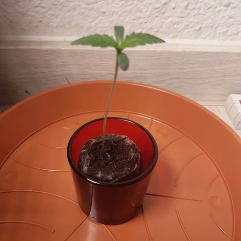 6 Sensi Amnesia Automatik growlog timeline photo