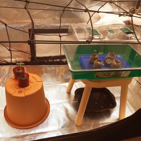 6 Sensi Amnesia Automatik growlog timeline photo