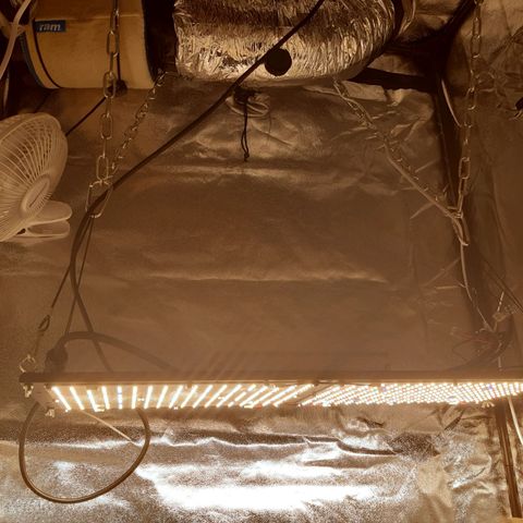 6 Sensi Amnesia Automatik growlog timeline photo