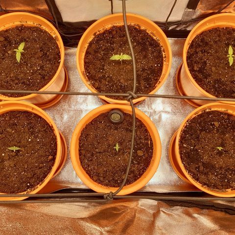 6 Sensi Amnesia Automatik growlog timeline photo