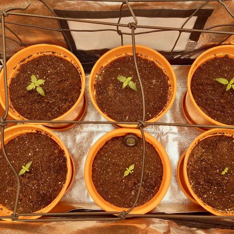6 Sensi Amnesia Automatik growlog photo: Nach dem Umtopfen 