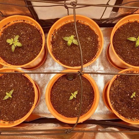 6 Sensi Amnesia Automatik growlog timeline photo