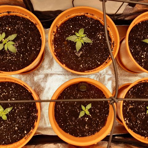 6 Sensi Amnesia Automatik growlog timeline photo
