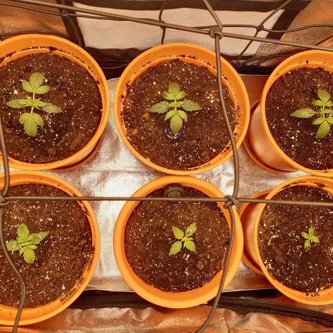 6 Sensi Amnesia Automatik growlog timeline photo