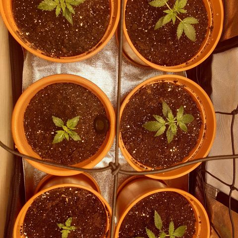 6 Sensi Amnesia Automatik growlog timeline photo
