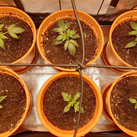 6 Sensi Amnesia Automatik growlog timeline photo