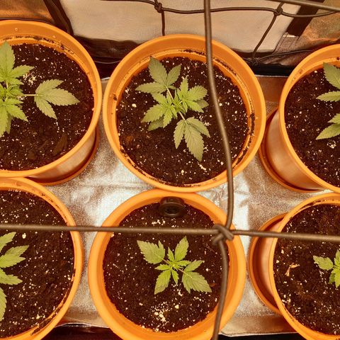 6 Sensi Amnesia Automatik growlog timeline photo