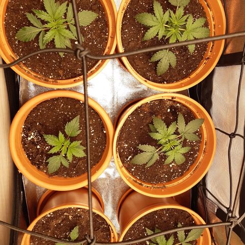 6 Sensi Amnesia Automatik growlog timeline photo
