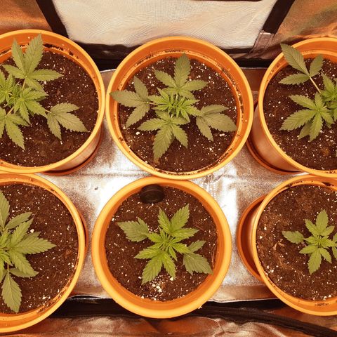 6 Sensi Amnesia Automatik growlog timeline photo