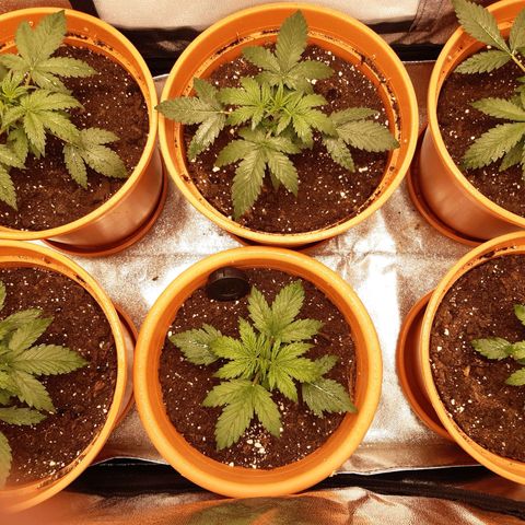 6 Sensi Amnesia Automatik growlog photo: Bei einer Pflanze ist die Vorblüte zu sehen
