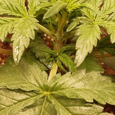 6 Sensi Amnesia Automatik growlog photo: Bei einer Pflanze ist die Vorblüte zu sehen