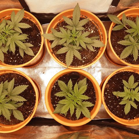 6 Sensi Amnesia Automatik growlog timeline photo