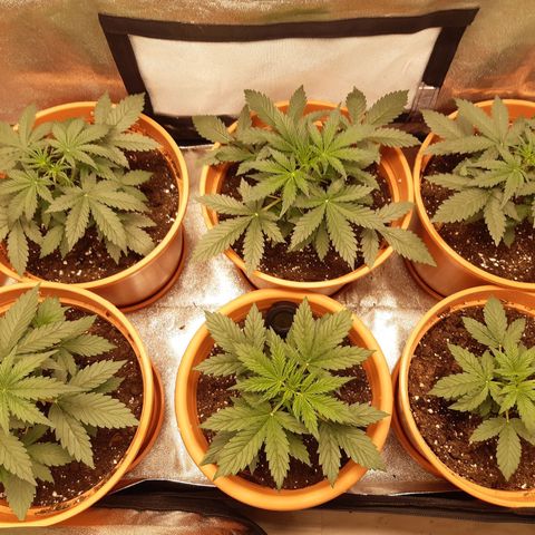 6 Sensi Amnesia Automatik growlog timeline photo