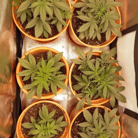 6 Sensi Amnesia Automatik growlog timeline photo