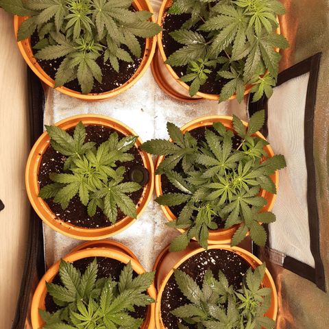 6 Sensi Amnesia Automatik growlog timeline photo