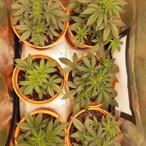 6 Sensi Amnesia Automatik growlog timeline photo