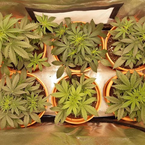 6 Sensi Amnesia Automatik growlog timeline photo