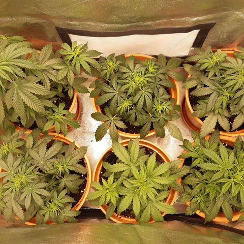 6 Sensi Amnesia Automatik growlog timeline photo