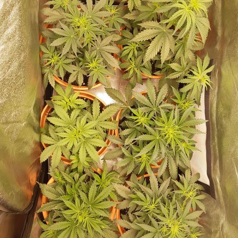 6 Sensi Amnesia Automatik growlog timeline photo