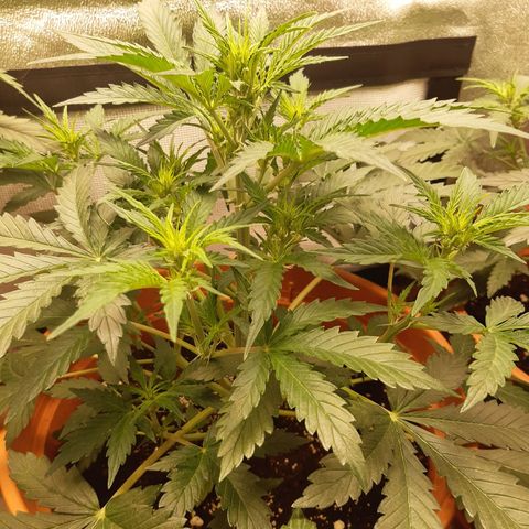 6 Sensi Amnesia Automatik growlog timeline photo