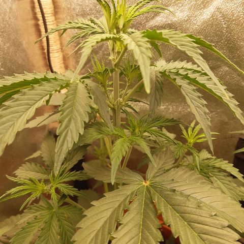 6 Sensi Amnesia Automatik growlog timeline photo