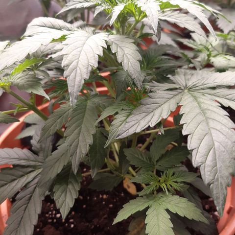 6 Sensi Amnesia Automatik growlog timeline photo