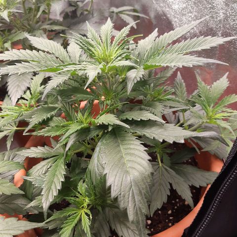 6 Sensi Amnesia Automatik growlog timeline photo