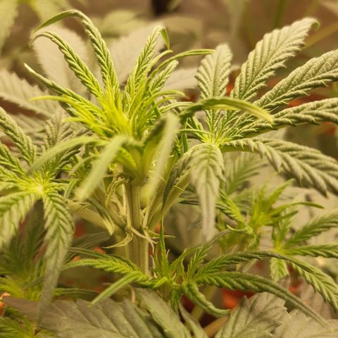 6 Sensi Amnesia Automatik growlog timeline photo