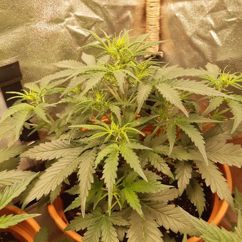 6 Sensi Amnesia Automatik growlog timeline photo