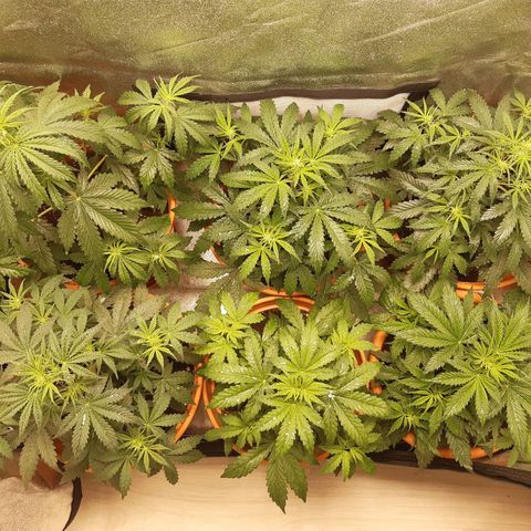 6 Sensi Amnesia Automatik growlog timeline photo