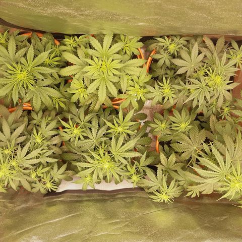 6 Sensi Amnesia Automatik growlog photo: 4 Pflanzen beginnen mir der Blüte 