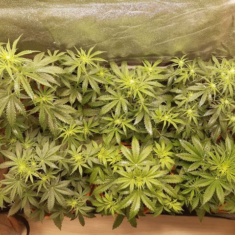 6 Sensi Amnesia Automatik growlog photo: Links oben: Pflanze muss gestützt werden